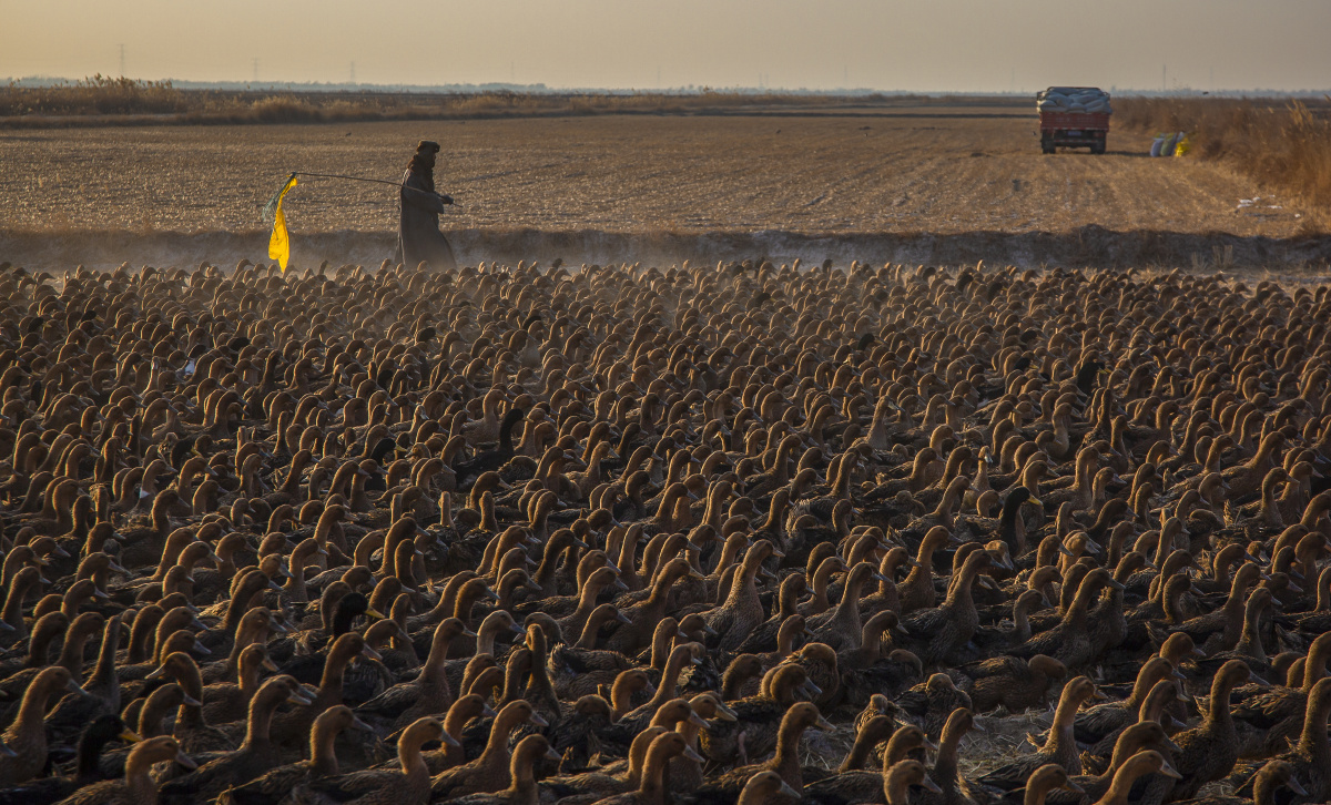 黄河岸边牧鸭人