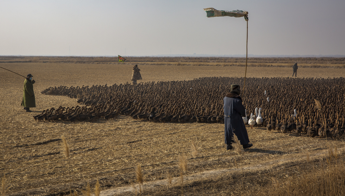 黄河岸边牧鸭人