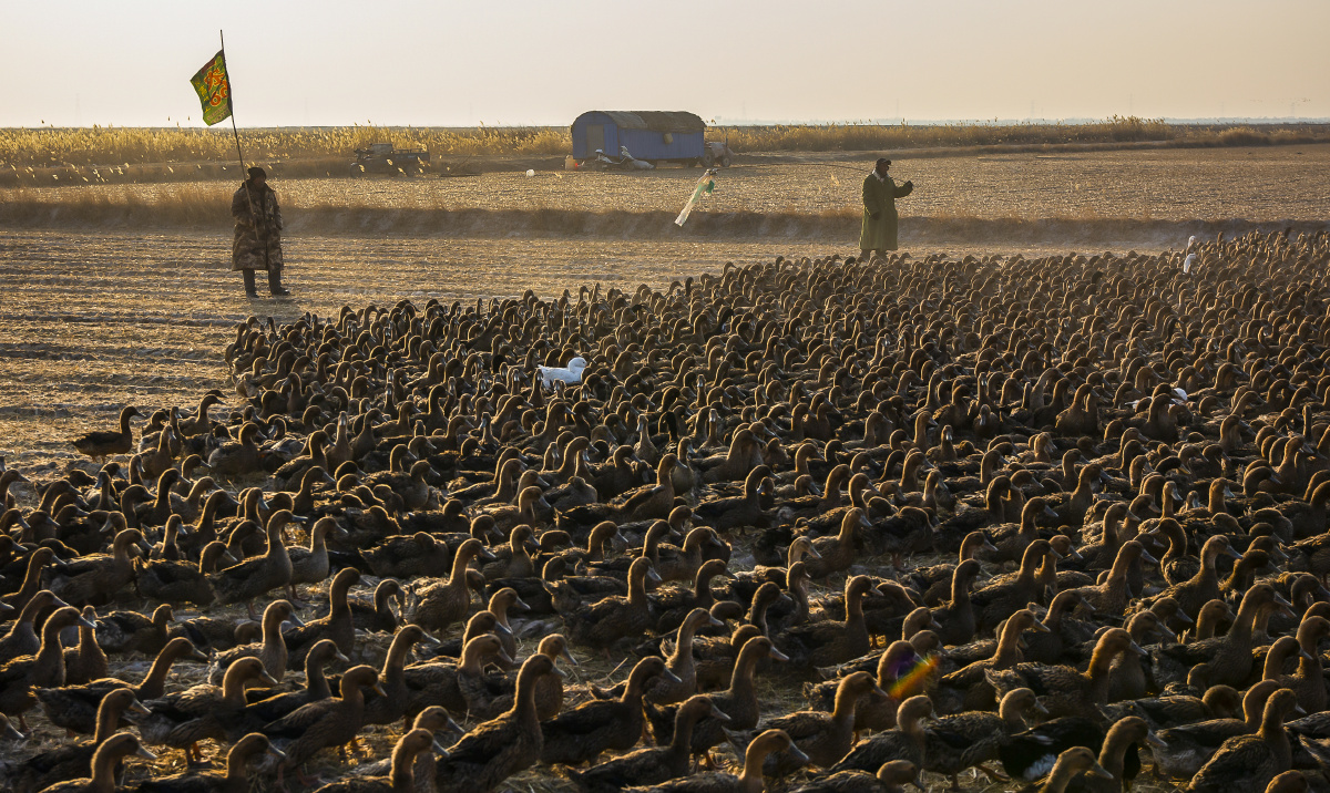 黄河岸边牧鸭人