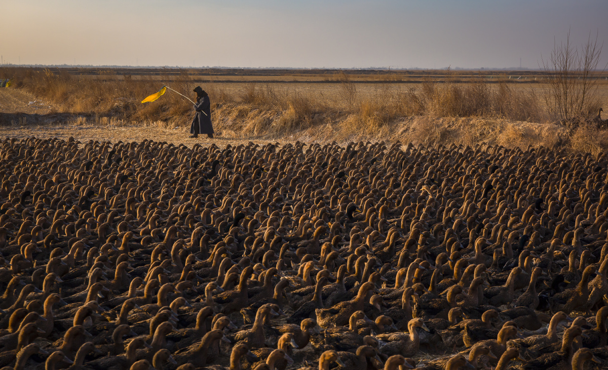 黄河岸边牧鸭人
