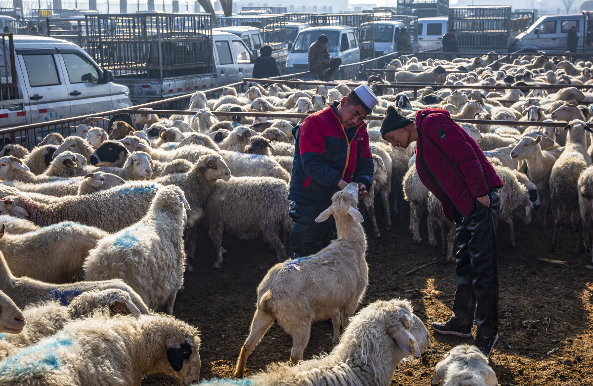 西北羊交易市场