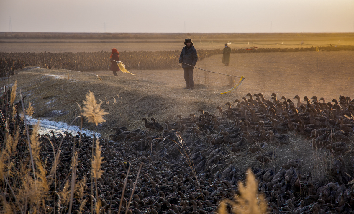 黄河岸边牧鸭人