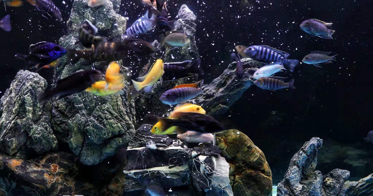 晓鱼三湖慈鲷造景鱼类展示