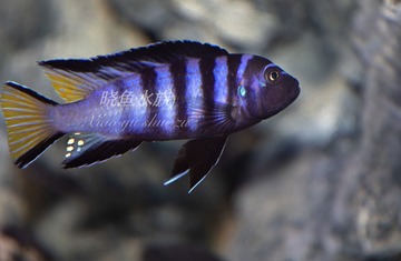 1201217
