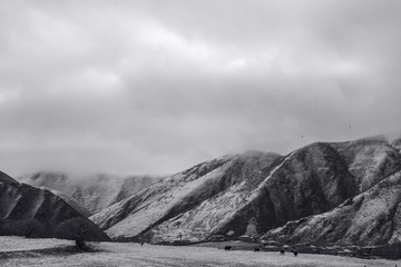 L1002363