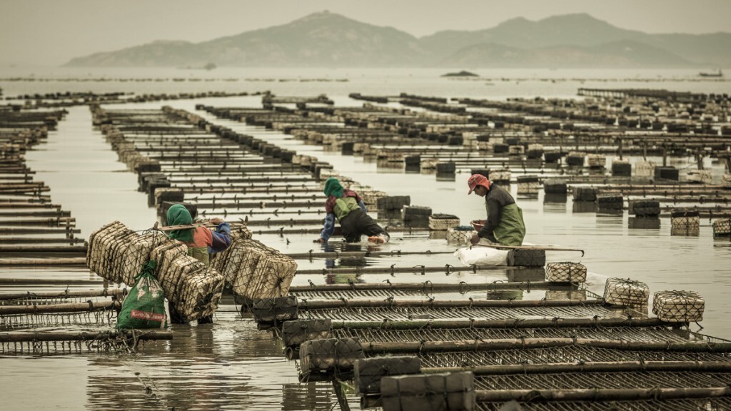 牡蛎养殖网