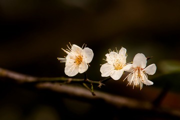 IMG_4611_