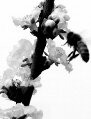 IMG_6534__