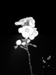 IMG_6636__