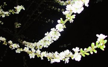 IMG_6675__