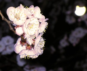 IMG_7815__