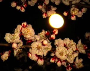 IMG_7832__