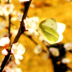 IMG_6779__
