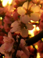 IMG_8098__