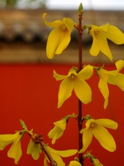IMG_8277__
