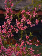 IMG_8922__