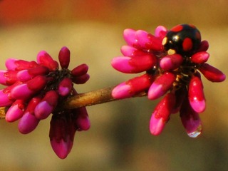 IMG_9742_