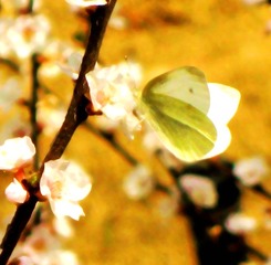 IMG_6779__