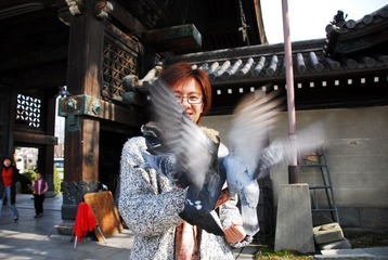 鸽子1