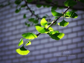IMG_2195_