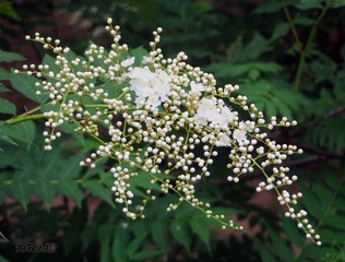 IMG_3784_