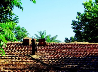 IMG_4101_