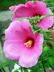 IMG_6620_