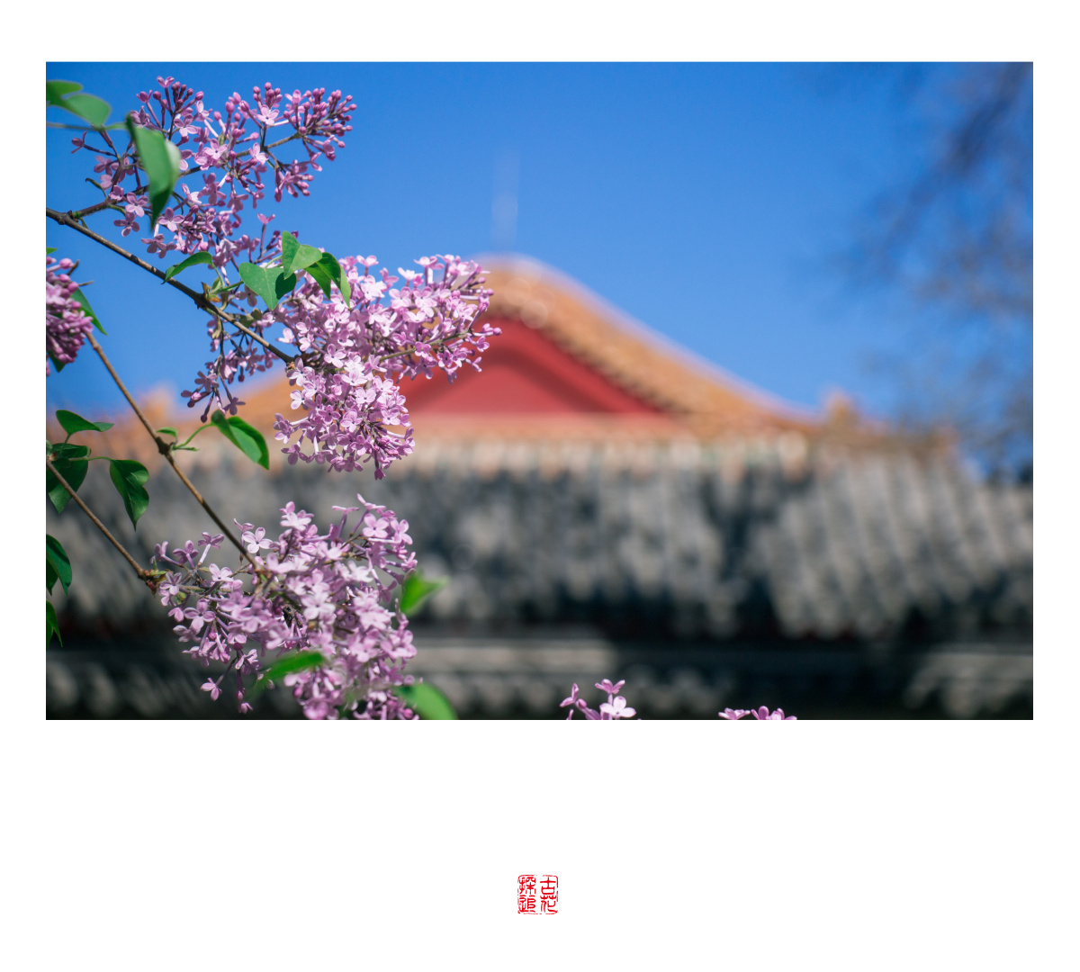 访古寻花故宫春色