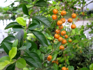 IMG_0008_