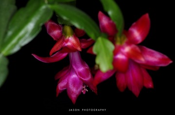 JT007835(1)