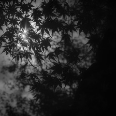 黑白与光影
