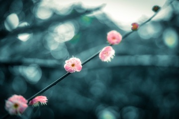 江南无所有 聊赠一枝春