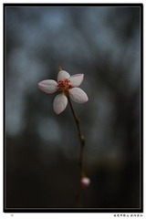 一枝花