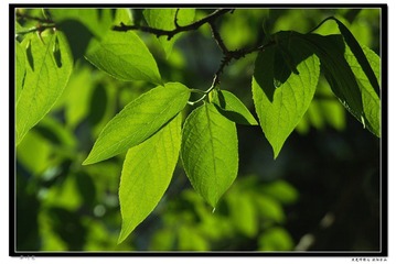 翠叶寒