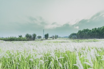 芦花の海