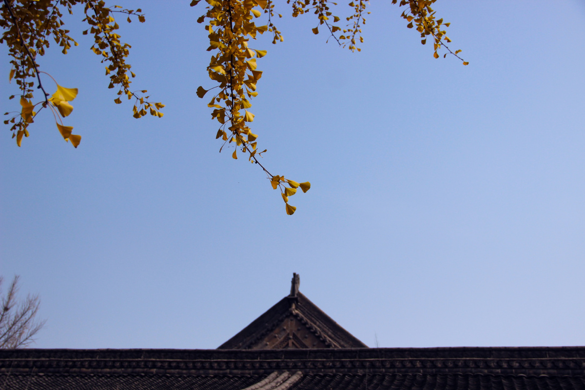 西安香积寺银杏