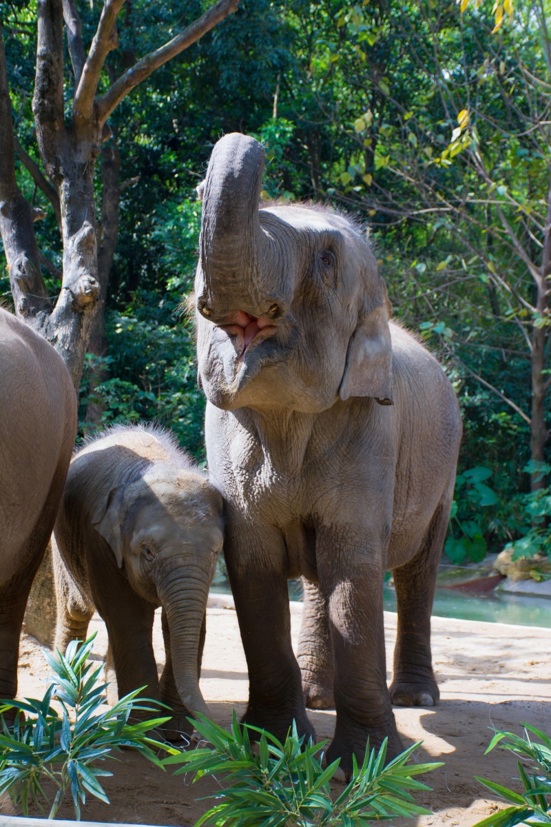 广州长隆野生动物园大象篇