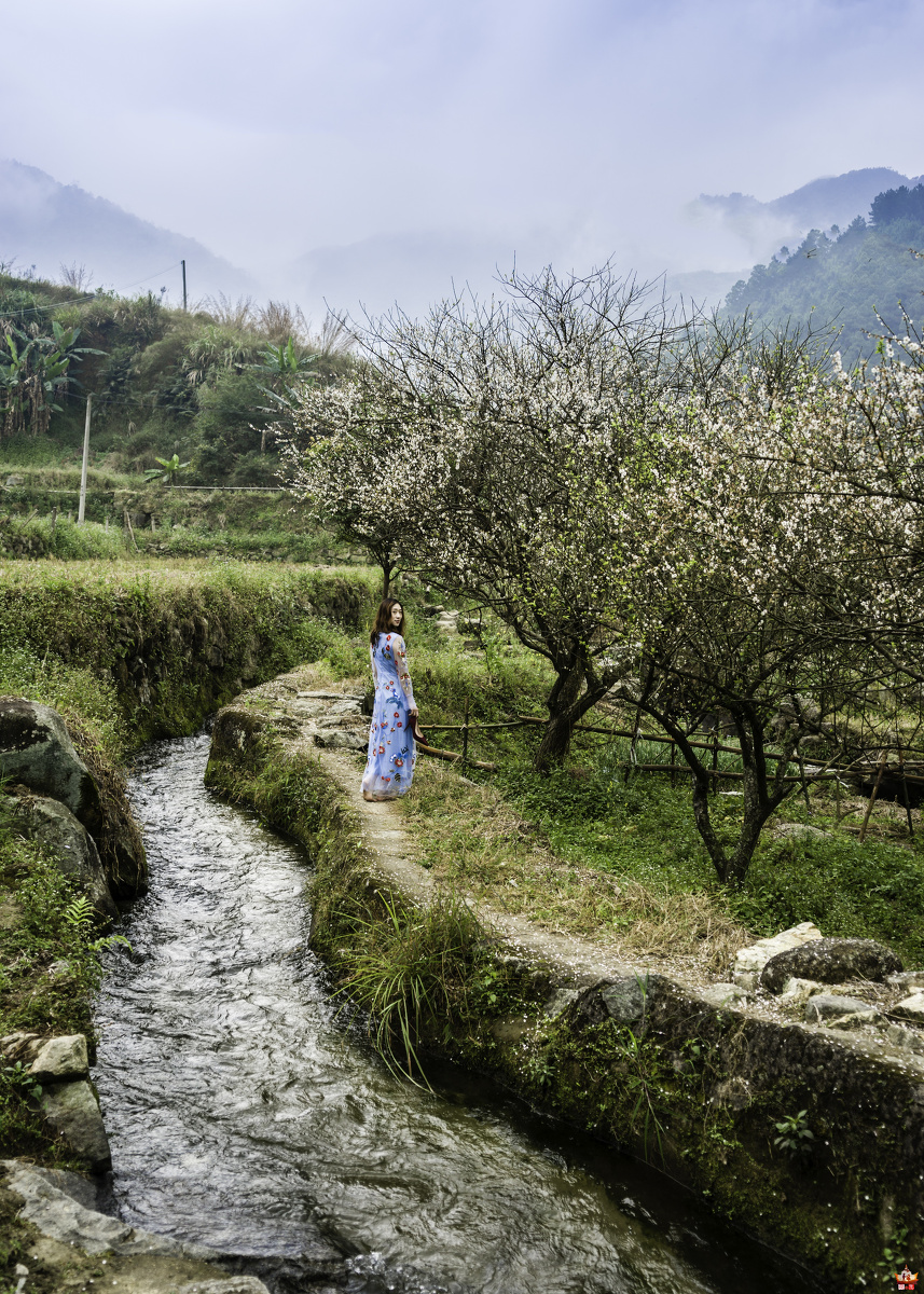 20161225新兴西水村梅花