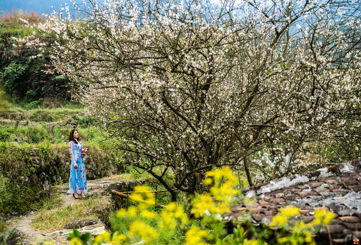 20161225新兴西水村梅花