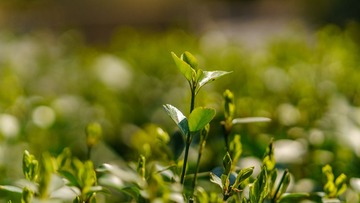 _DSC8815