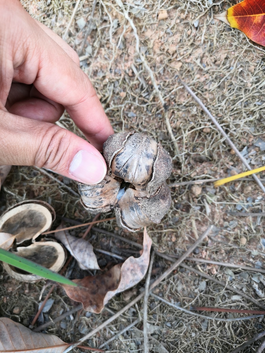 橡胶籽