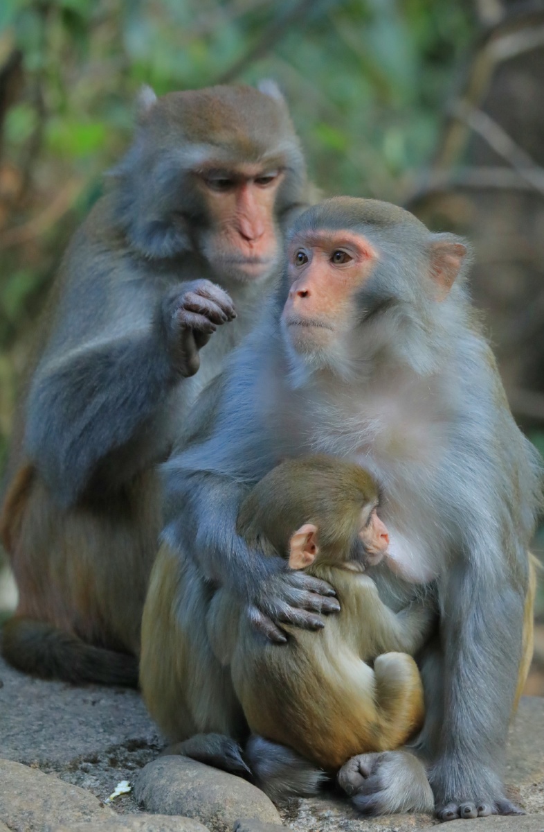 瞧这一家子好温馨的画面动物的家庭观念和情感与人类基本一样小宝宝