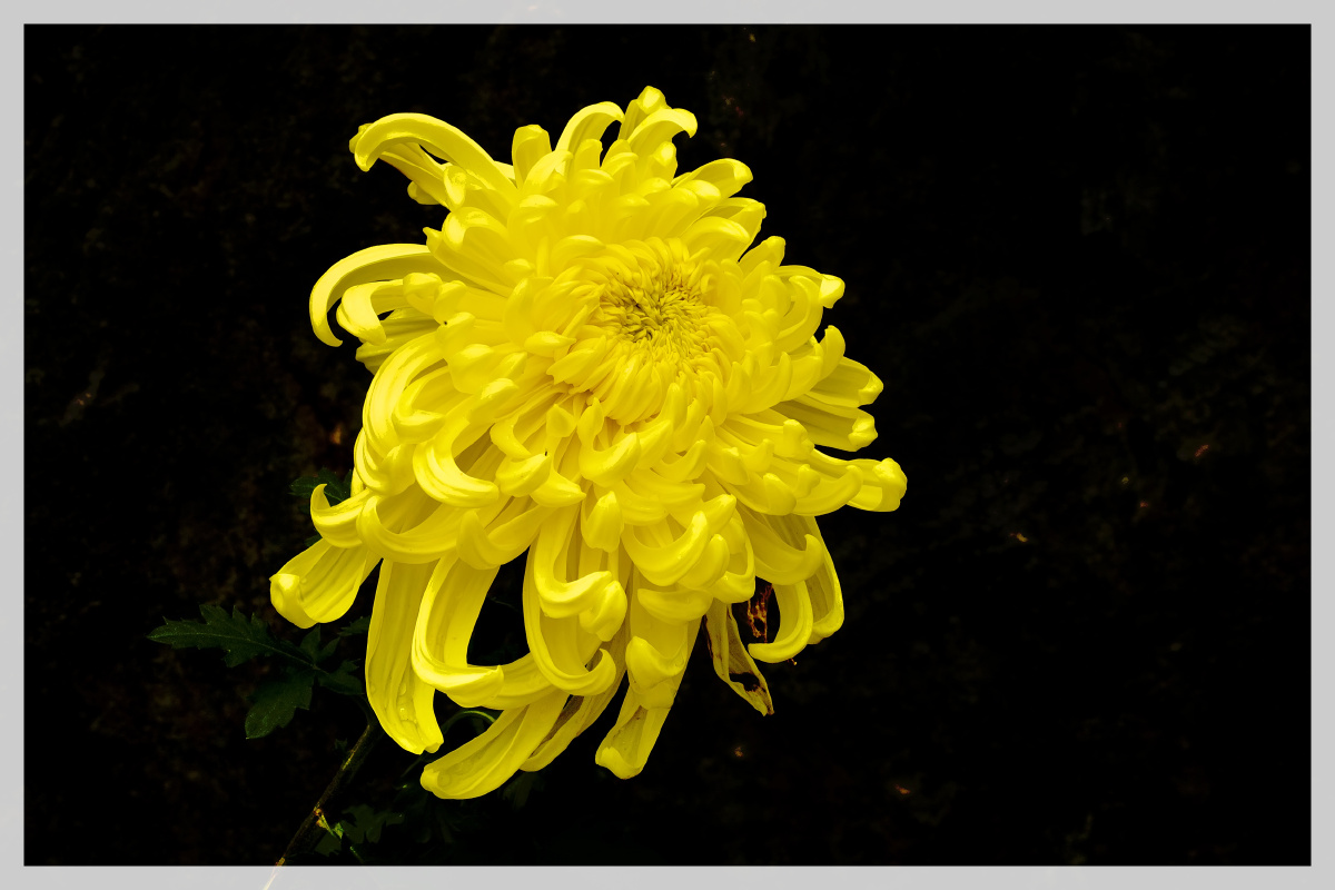 春兰秋菊0202020202020202秋天到了天气开始变凉菊花