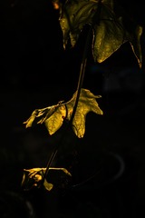 1480711