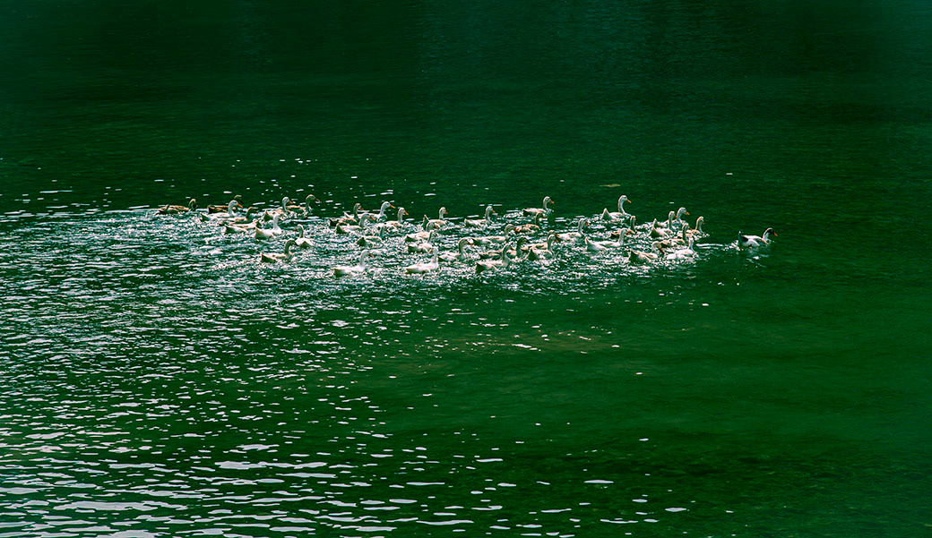 春江水暖鸭先知 - 山之高 - 图虫摄影网