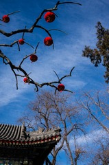 DSC02198_LR