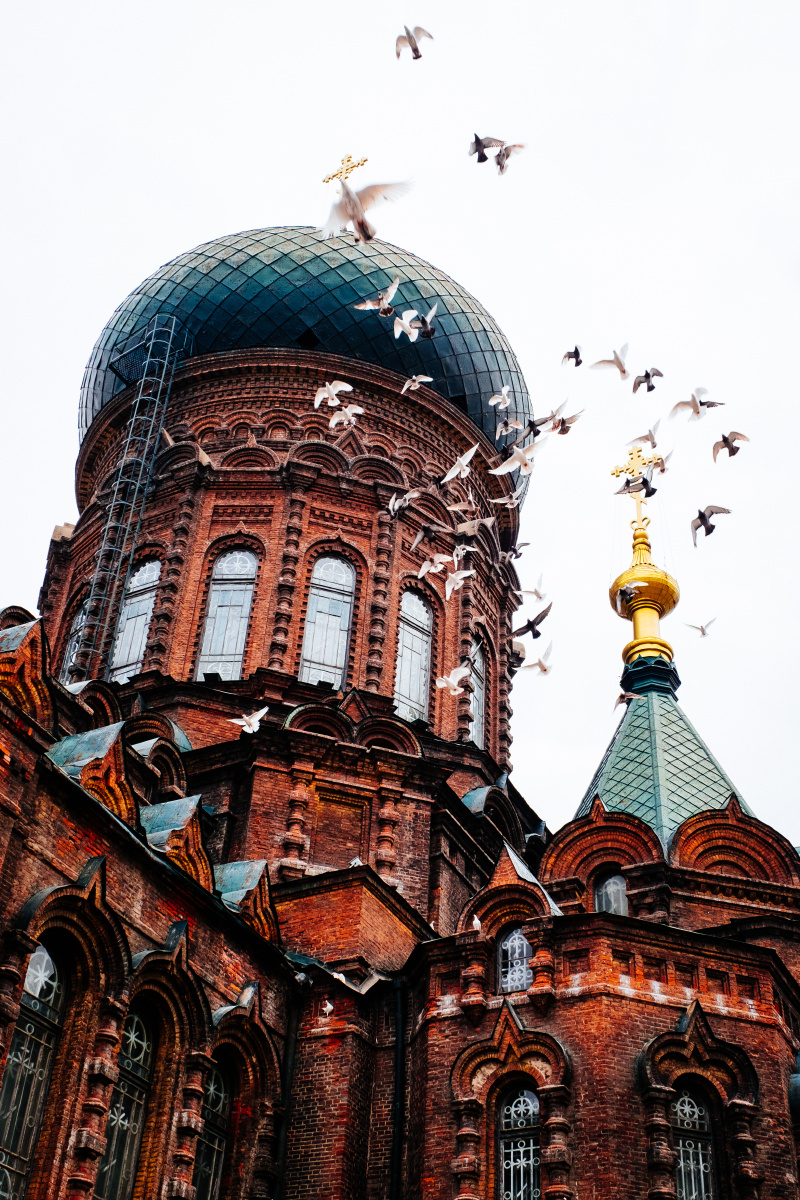 鸽子飞来,栖息在圣殿的每个角落,一百年前,它们也这样安慰着