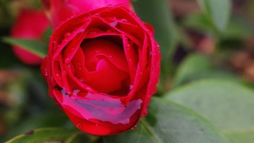 IMGP8142_