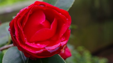 IMGP8184_