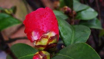 IMGP8170_